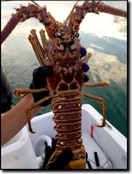 High+Tide+Adventures+Lobstering+Trips+charters